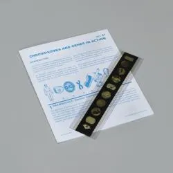 Chromosomes and Genes in Action Microslide