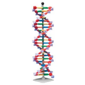 DNA Model